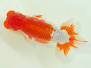 静岡らんちう同好会　東取締　石田道夫　焼津市