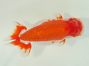 静岡らんちう同好会　西取締　海野貴史　静岡市