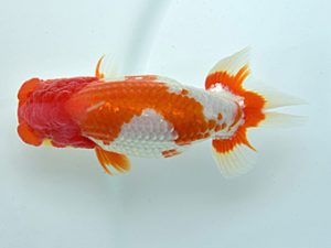 湘南らんちゅう会 行司二　熊澤　誠　伊勢原