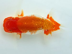 湘南らんちゅう会 東関脇　八矢貞亮　厚木