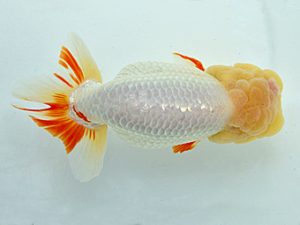 湘南らんちゅう会　西大関　安田英一　川崎
