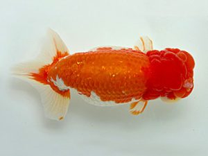 湘南らんちゅう会　取締一　八矢貞亮　厚木