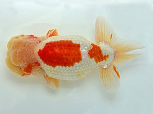 湘南らんちゅう会　取締二　古瀬　充　南足柄