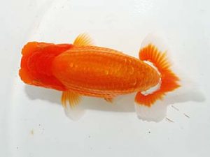 紫錦会　東大関　物部光宏　三崎