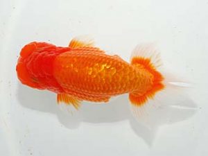 紫錦会　取締一　白石友太朗　蒲田