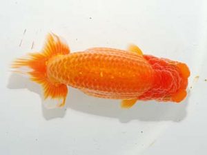 紫錦会　取締二　佐久間重治　船橋