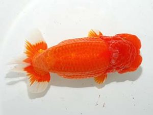 紫錦会　東大関　白石友太朗　蒲田