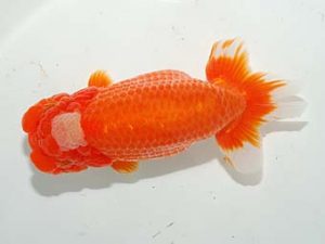 紫錦会　西大関　佐久間一重　船橋