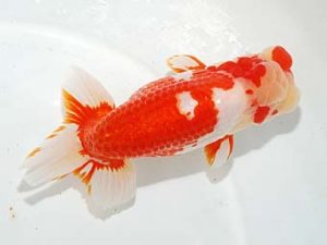 紫錦会　立行司　物部光宏　三崎