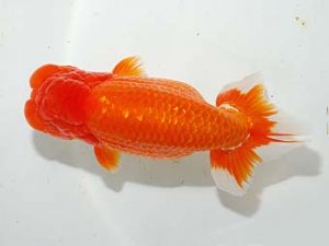 紫錦会　取締一　物部光宏　三崎