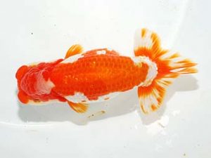 紫錦会　取締二　小串章生　横浜