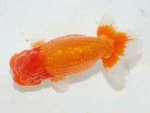 紫錦会　西大関　浅尾富夫　鎌倉