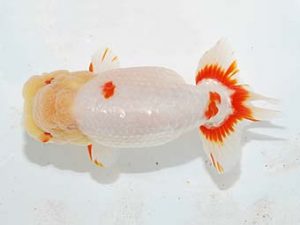 紫錦会　取締二　佐久間一重　船橋