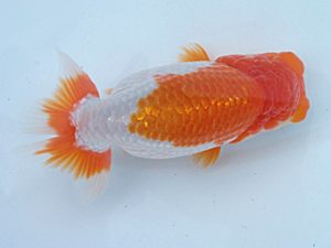 玉野錦鱗会　一席　胡本佳孝　玉野市