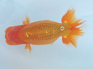 玉野錦鱗会 五席　高尾昌幸　倉敷市