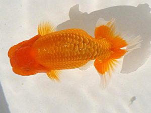 玉野錦鱗会　六席　立川良昭　岡山市