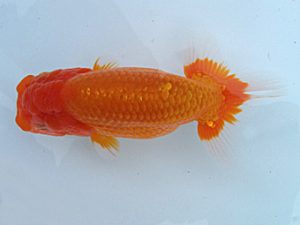 玉野錦鱗会 一席　小方寛治　玉野市