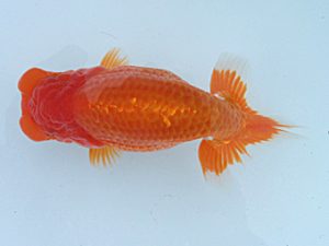 玉野錦鱗会 二席　白川成也　倉敷市