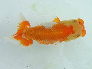 玉野錦鱗会 五席　仁子正道　玉野市