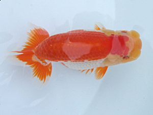 玉野錦鱗会　二席　渡辺定夫　岡山市