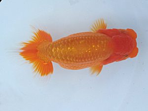 玉野錦鱗会　三席　石田時蔵　玉野市