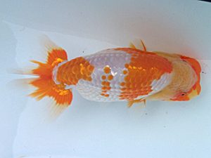 玉野錦鱗会　四席　丸山和義　尾道市