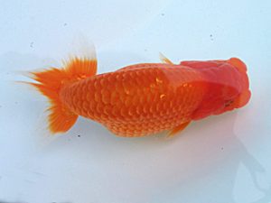 玉野錦鱗会　五席　福原　稔　玉野市