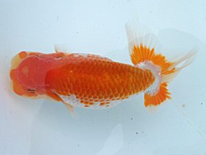 玉野錦鱗会 二席　岩下孝広　尾道市