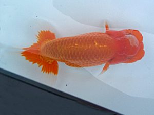 玉野錦鱗会 三席　仁子正道　玉野市