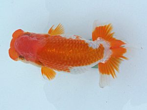 玉野錦鱗会 四席　岩下孝広　尾道市