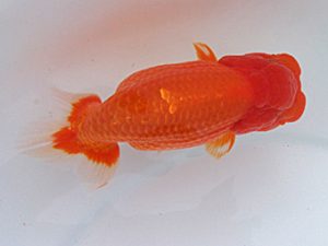 玉野錦鱗会　一席　福原　稔　玉野市