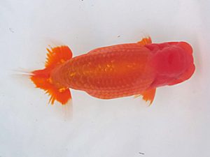 玉野錦鱗会　二席　梁原隆夫　倉敷市