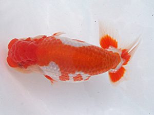 玉野錦鱗会　三席　大塚幸司　広島市 