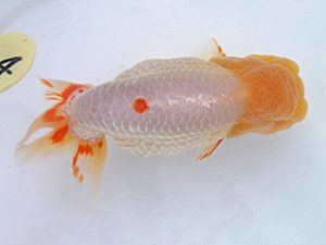 玉野錦鱗会　四席　渡辺定夫　岡山市