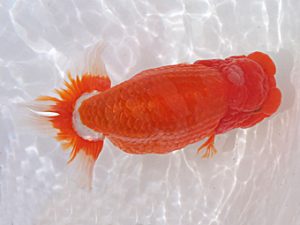 玉野錦鱗会　一席　渡辺定夫　岡山市