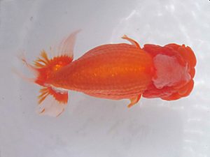 玉野錦鱗会　二席　鈴木義信　倉敷市