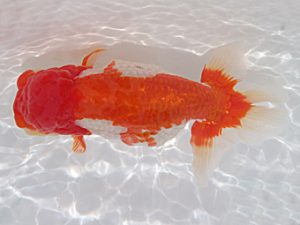 玉野錦鱗会　三席　梁原隆夫　倉敷市