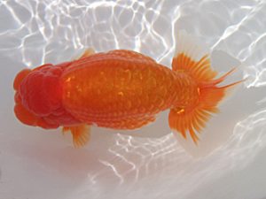 玉野錦鱗会　四席　梁原隆夫　倉敷市