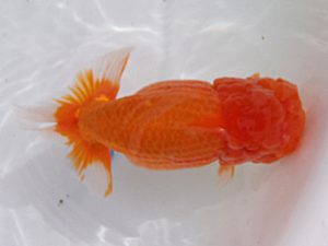 玉野錦鱗会　五席　大熊正人　倉敷市