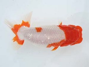 常滑らんちう愛好会　東大関　新美政雄　半田