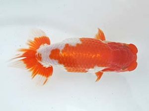 常滑らんちう愛好会　西大関　濱島彰高　常滑