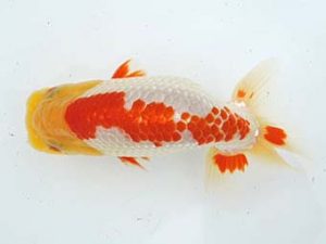 常滑らんちう愛好会　立行司　磯村　太　常滑