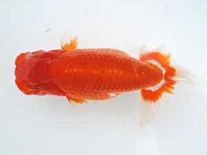 常滑らんちう愛好会　東取締　石黒英明　南知多