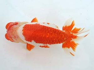 常滑らんちう愛好会　東大関　田中　宏　武豊