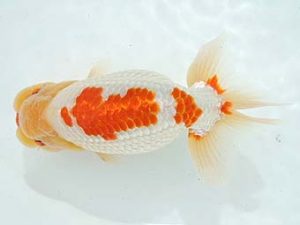 常滑らんちう愛好会　西大関　鯉江正道　常滑