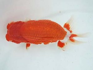 常滑らんちう愛好会　立行司　井上廣太　常滑