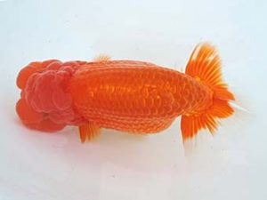 常滑らんちう愛好会　東取締　石黒英明　南知多