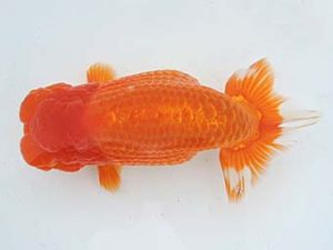 常滑らんちう愛好会　西取締　石黒英明　南知多