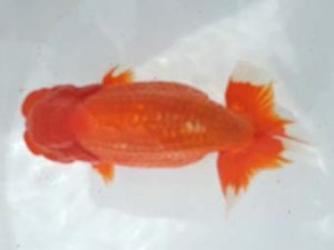 常滑らんちう愛好会　西大関　片岡　寛　常滑