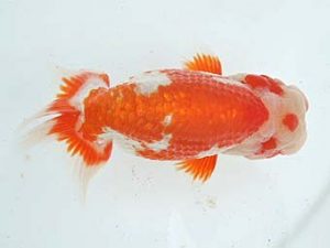 常滑らんちう愛好会　立行司　小笠原　茂　碧南